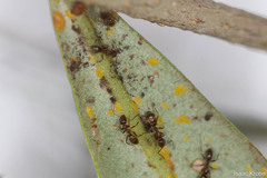 Linepithema humile