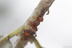 Linepithema humile