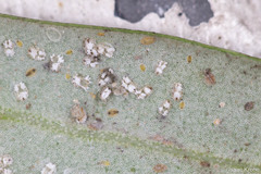 Siphoninus phillyreae