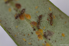Linepithema humile