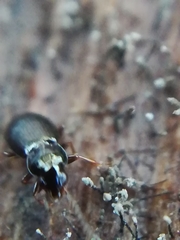 Bembidion obtusum