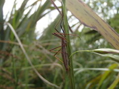 Gynoplistia pedestris
