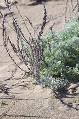 Artemisia pycnocephala