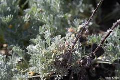 Artemisia pycnocephala