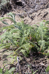 Tanacetum bipinnatum