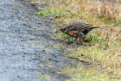 Turdus iliacus coburni