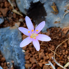 Colchicum pusillum