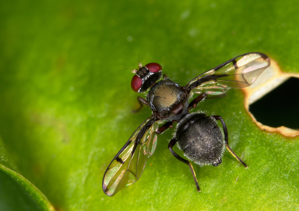 Boatman Fly
