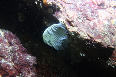 Protula pacifica