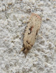 Agonopterix ocellana
