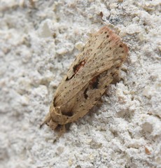 Agonopterix ocellana