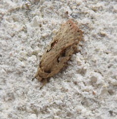 Agonopterix ocellana