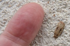 Agonopterix ocellana