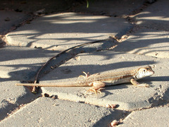 Acanthodactylus boskianus asper