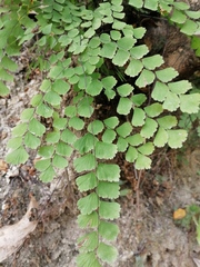 Adiantum amplum