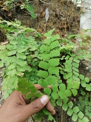 Adiantum amplum