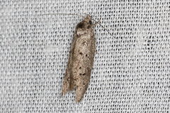 Ericrypsina chorodoxa