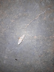 Palpita vitrealis