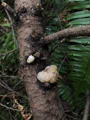 Naematelia encephala