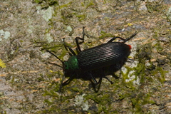 Strongylium haemorrhoidale