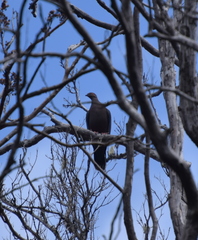 Patagioenas araucana
