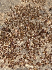 Pheidole pilifera