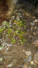 Gaultheria colensoi