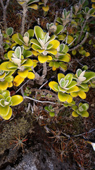 Brachyglottis bidwillii bidwillii