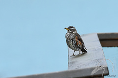 Turdus iliacus coburni