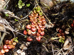 Epilobium pernitens