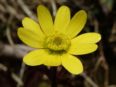 Ranunculus verticillatus