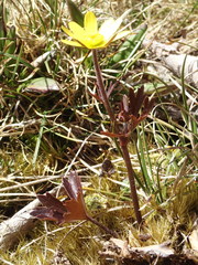 Ranunculus verticillatus