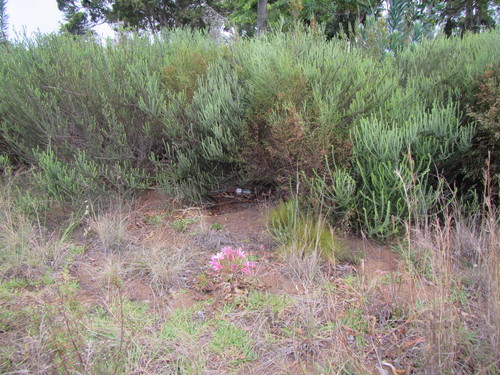 Ammocharis longifolia