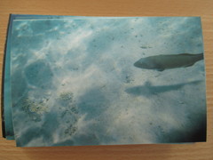 Plectropomus pessuliferus