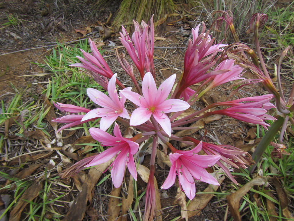 Ammocharis longifolia, Wynberg, Cape Town, 7824, South Africa