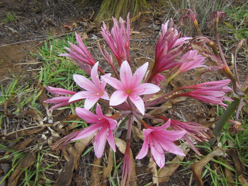 Ammocharis longifolia