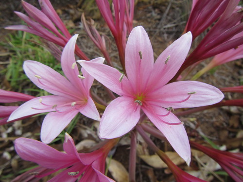 Ammocharis longifolia