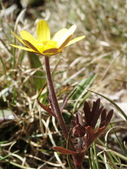 Ranunculus verticillatus
