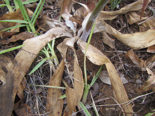 Ammocharis longifolia