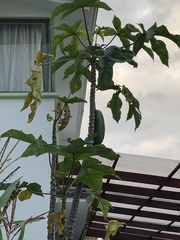 Vasconcellea × pentagona