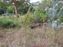 Aspalathus astroites