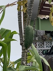 Vasconcellea × pentagona