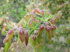 Aspalathus astroites