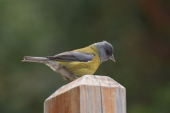Phrygilus
