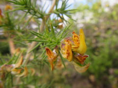 Aspalathus astroites