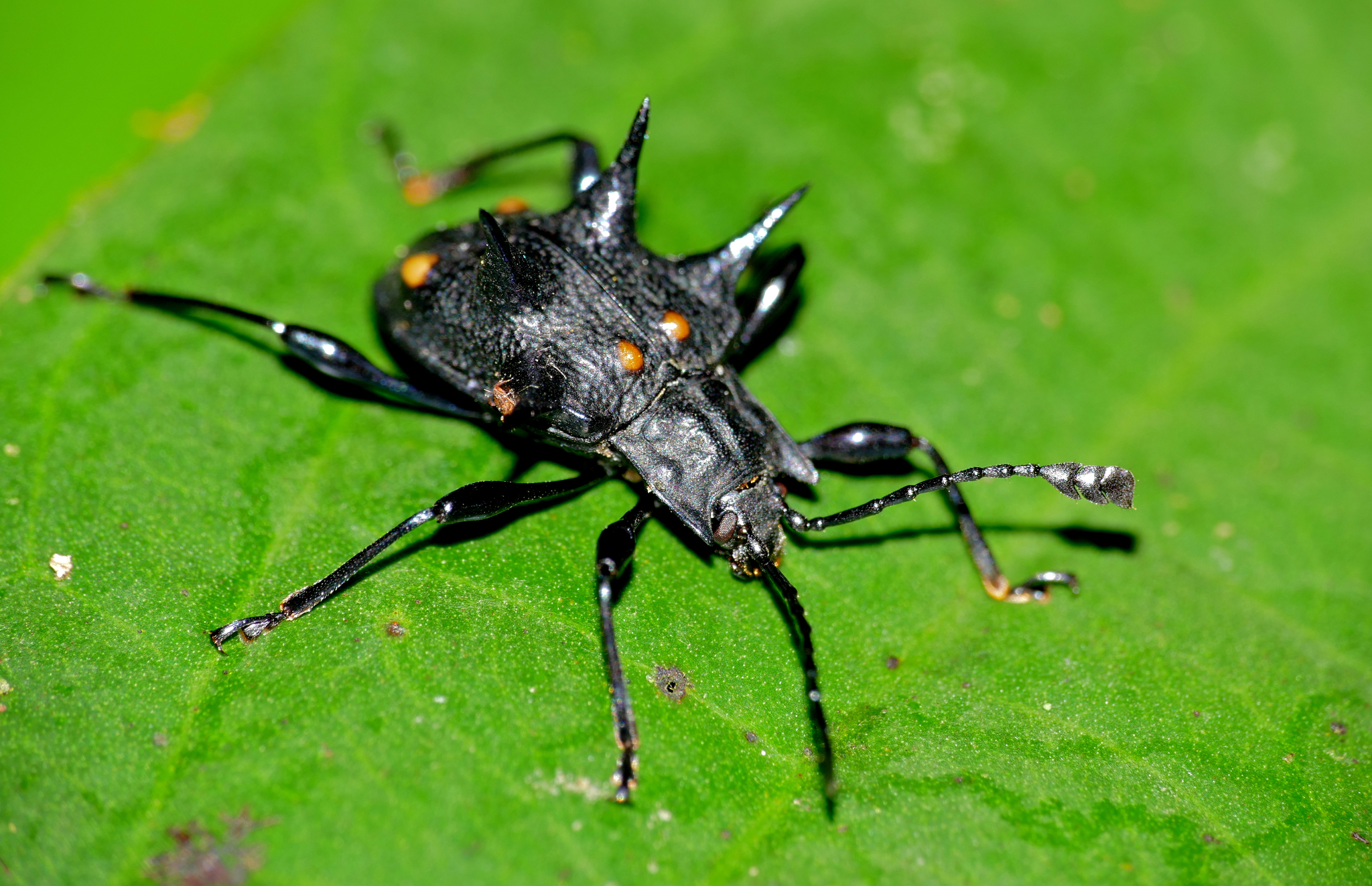 トゲトゲテントウダマシ属 (属 Cacodaemon) · iNaturalist