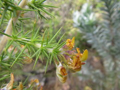 Aspalathus astroites