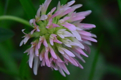 Trifolium physodes