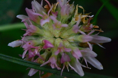 Trifolium physodes