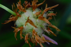 Trifolium physodes